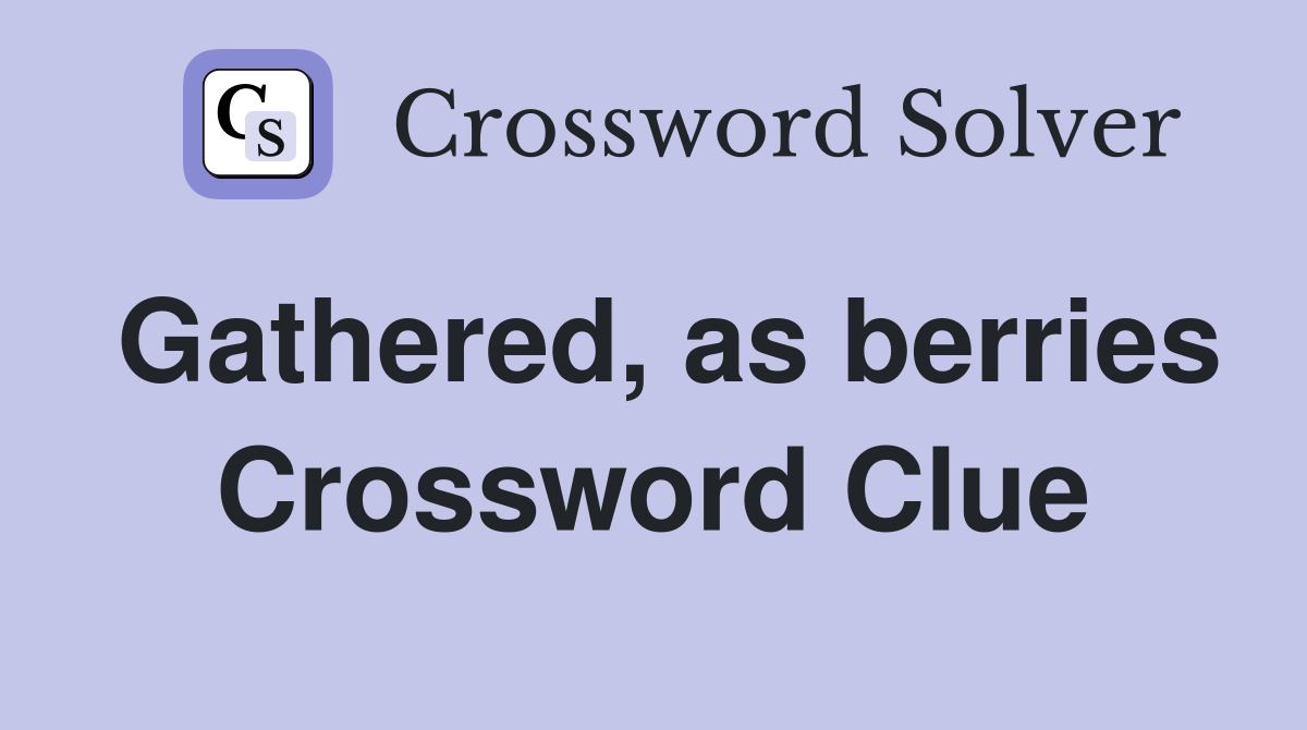 Gathered, as berries Crossword Clue