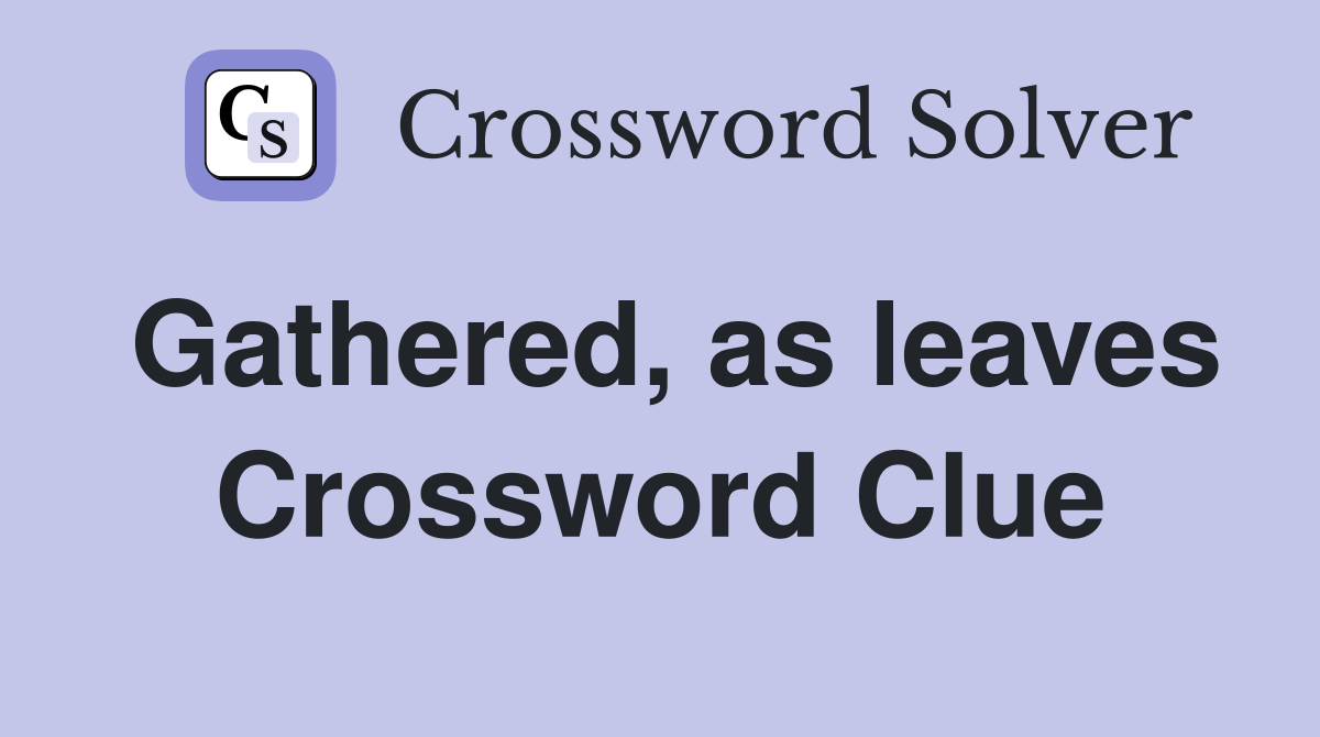 Gathered, as leaves Crossword Clue