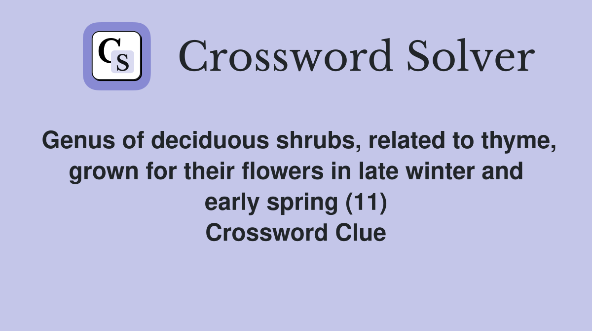 Genus of deciduous shrubs, related to thyme, grown for their flowers in late winter and early spring (11) Crossword Clue