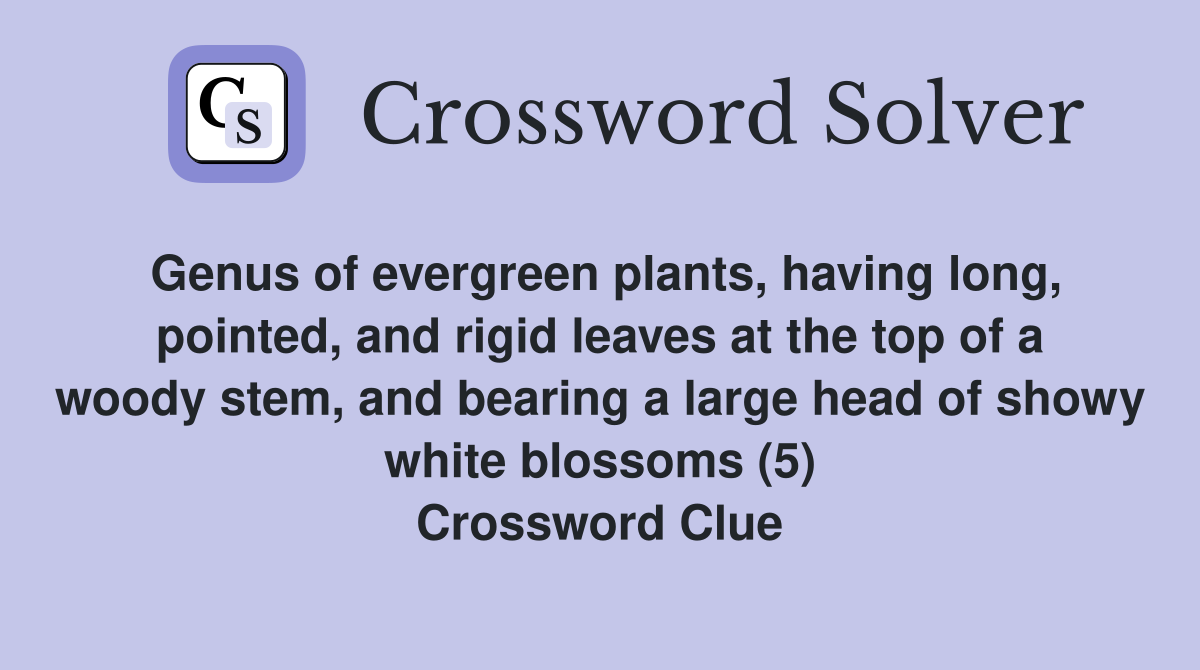 Genus of evergreen plants, having long, pointed, and rigid leaves at the top of a woody stem, and bearing a large head of showy white blossoms (5) Crossword Clue