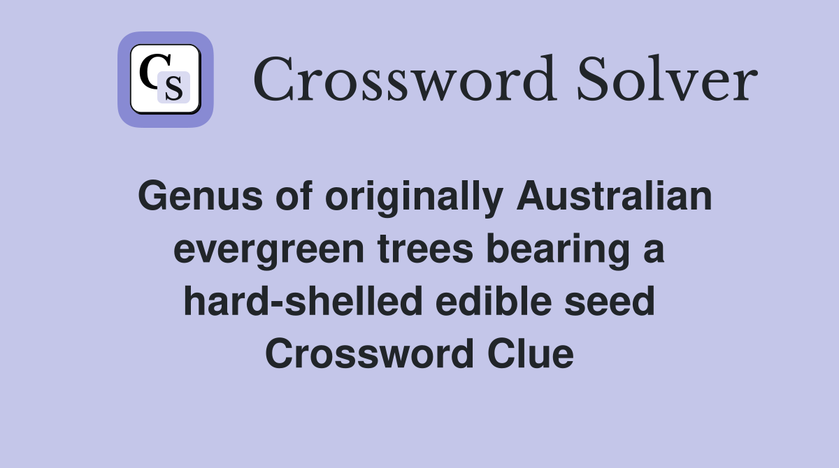 Genus of originally Australian evergreen trees bearing a hard-shelled edible seed Crossword Clue