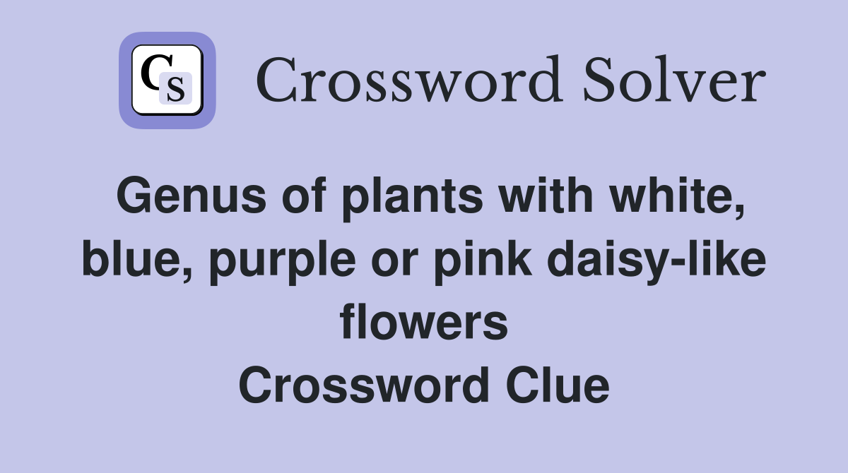 Genus of plants with white, blue, purple or pink daisy-like flowers Crossword Clue