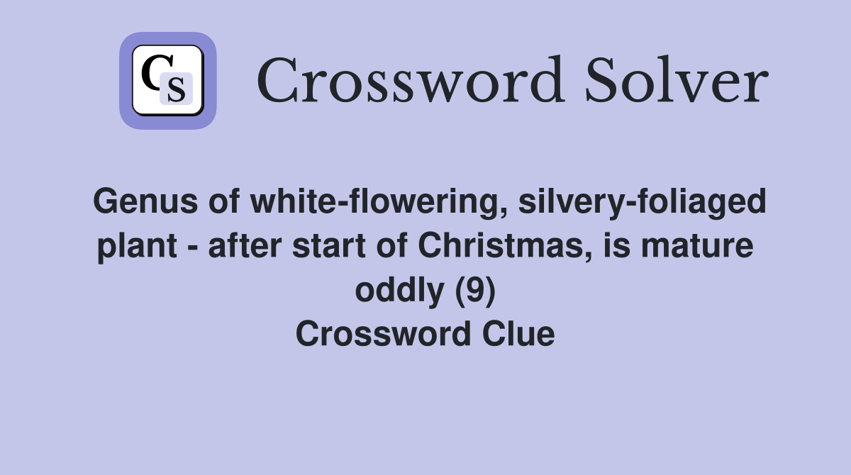 Genus of white-flowering, silvery-foliaged plant - after start of Christmas, is mature oddly (9) Crossword Clue