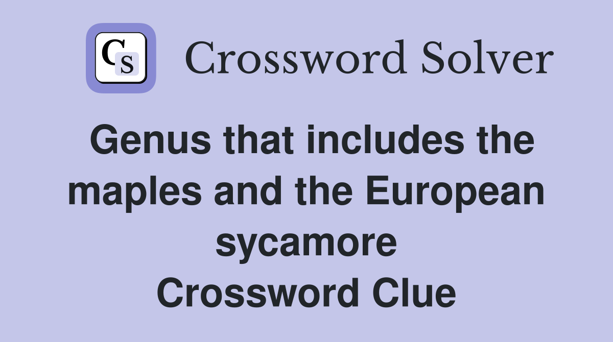 Genus that includes the maples and the European sycamore Crossword Clue
