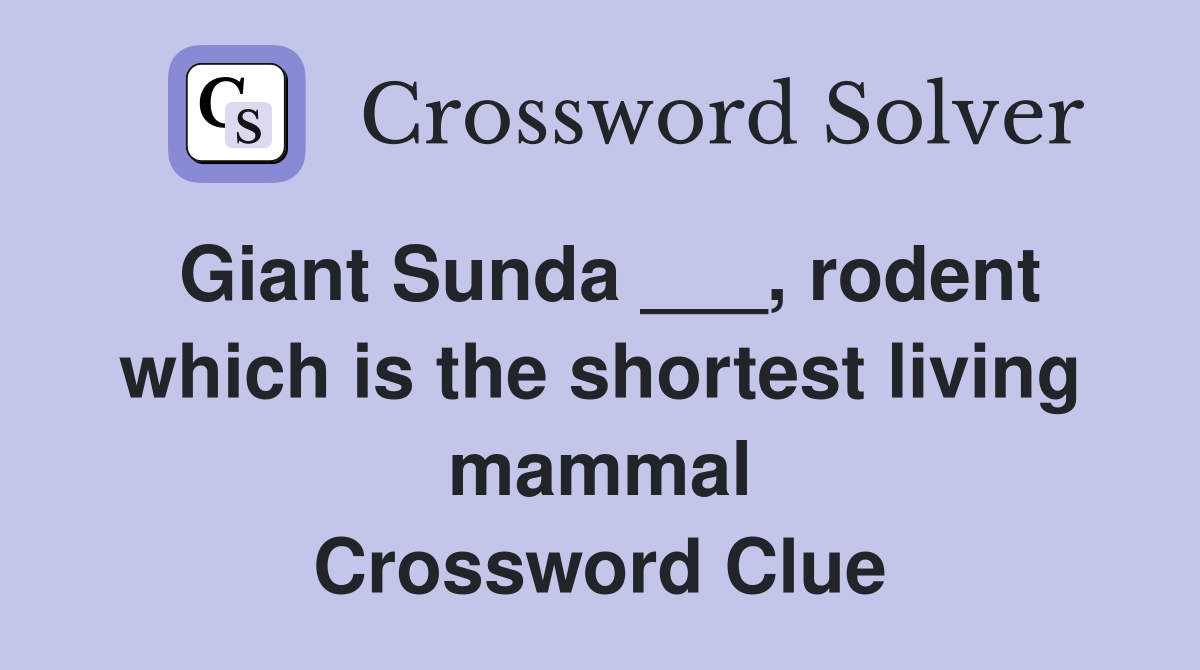 Giant Sunda ___, rodent which is the shortest living mammal Crossword Clue