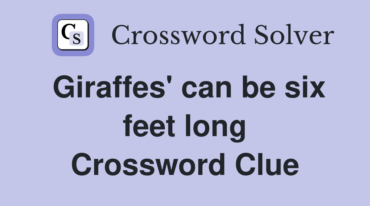 Giraffes' can be six feet long Crossword Clue