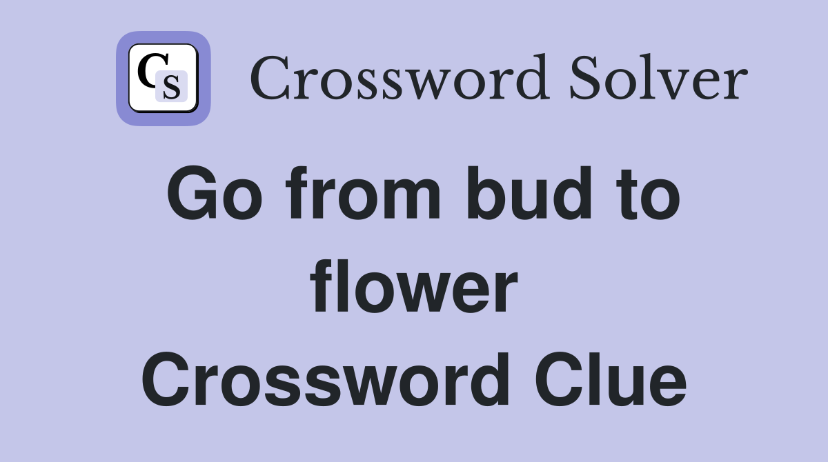 Go from bud to flower Crossword Clue