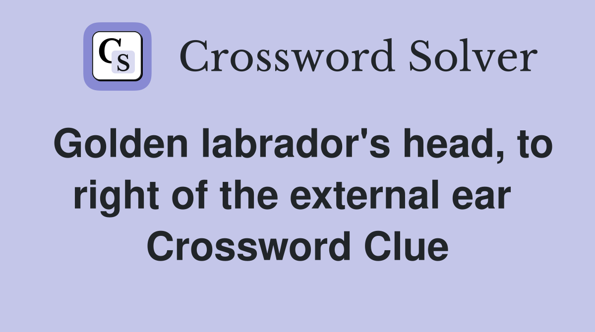 Golden labrador's head, to right of the external ear  Crossword Clue