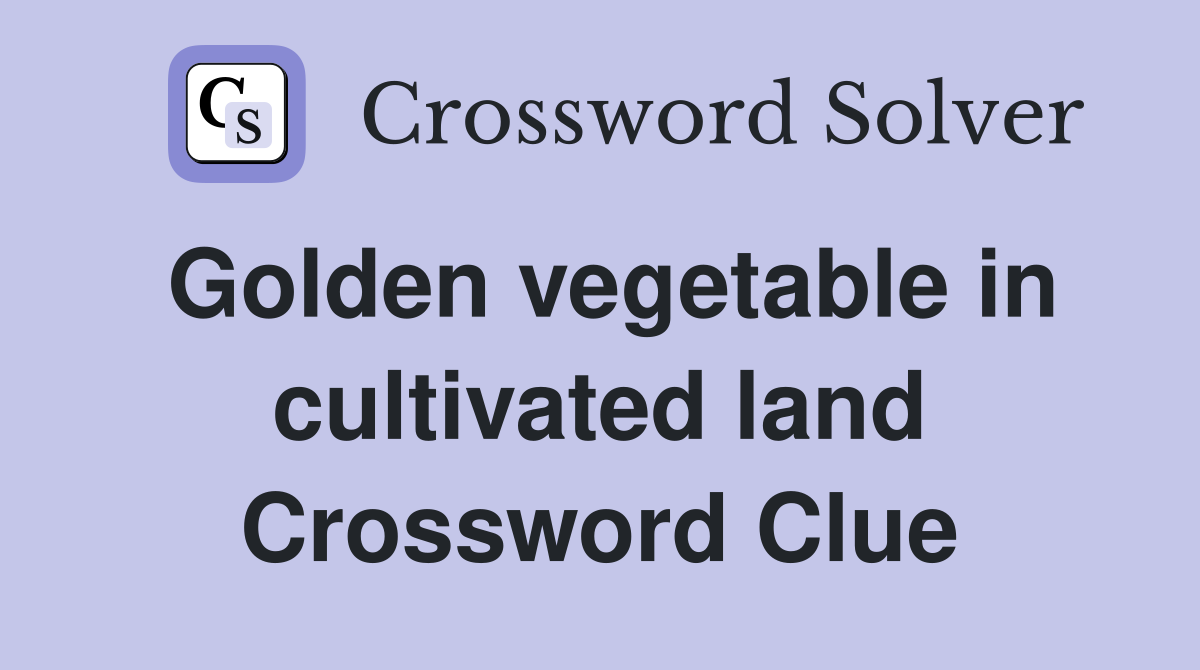 Golden vegetable in cultivated land Crossword Clue