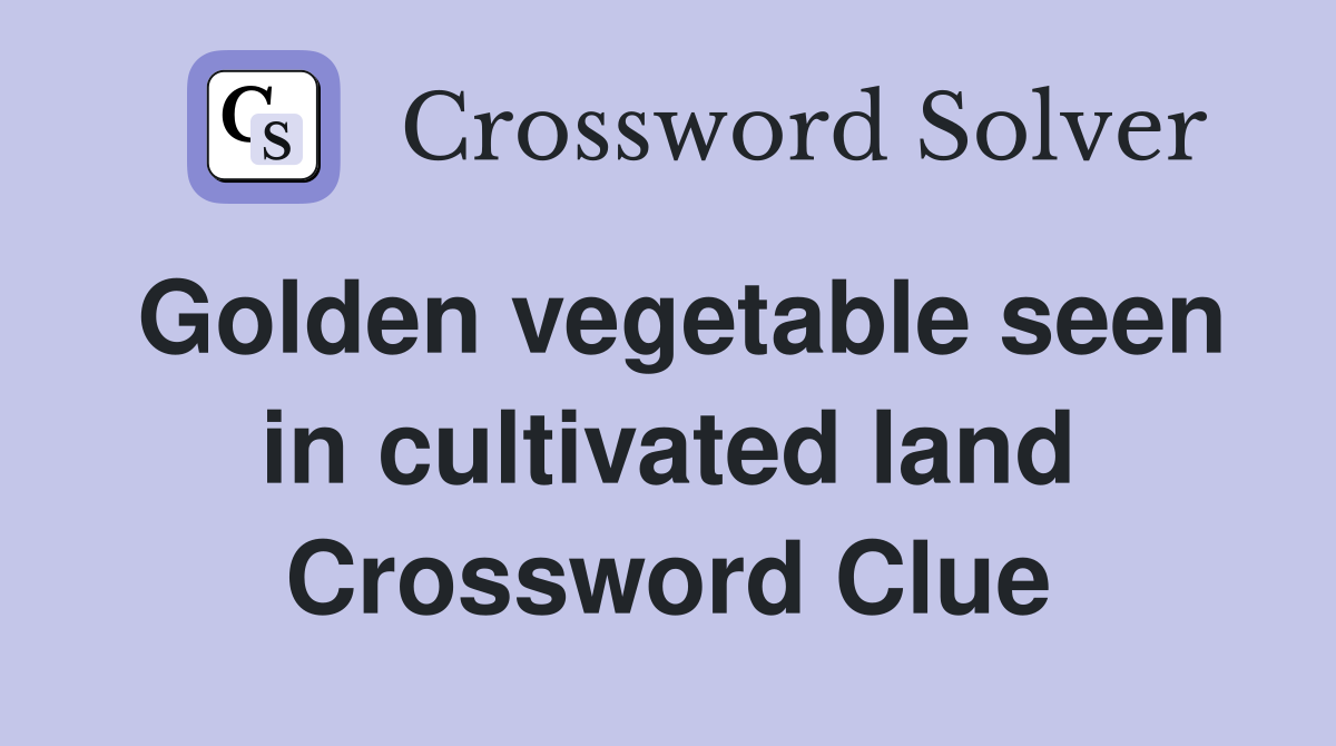 Golden vegetable seen in cultivated land Crossword Clue