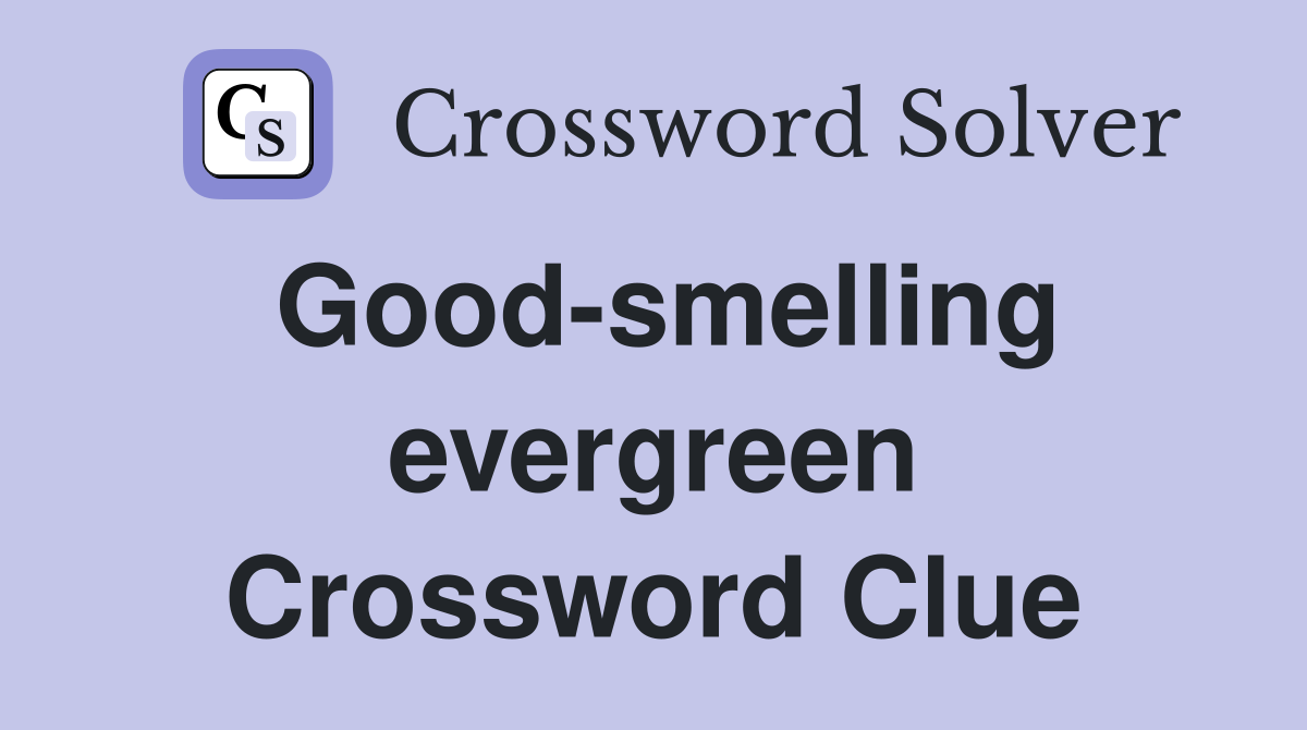 Good-smelling evergreen Crossword Clue