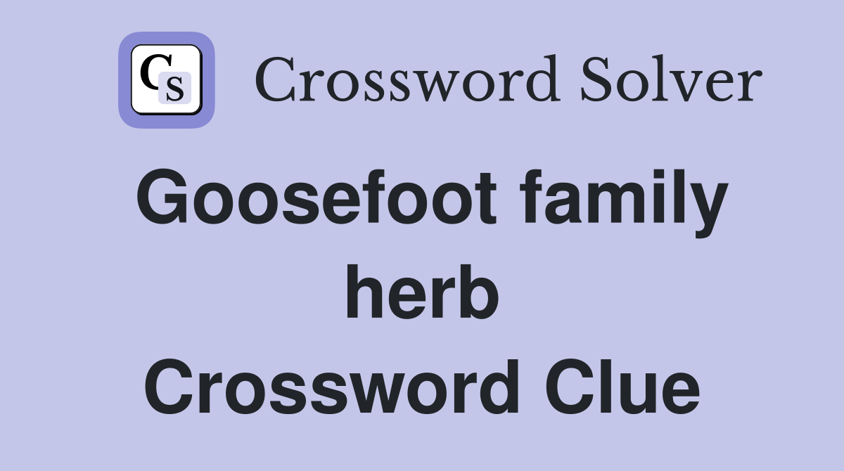 Goosefoot family herb Crossword Clue