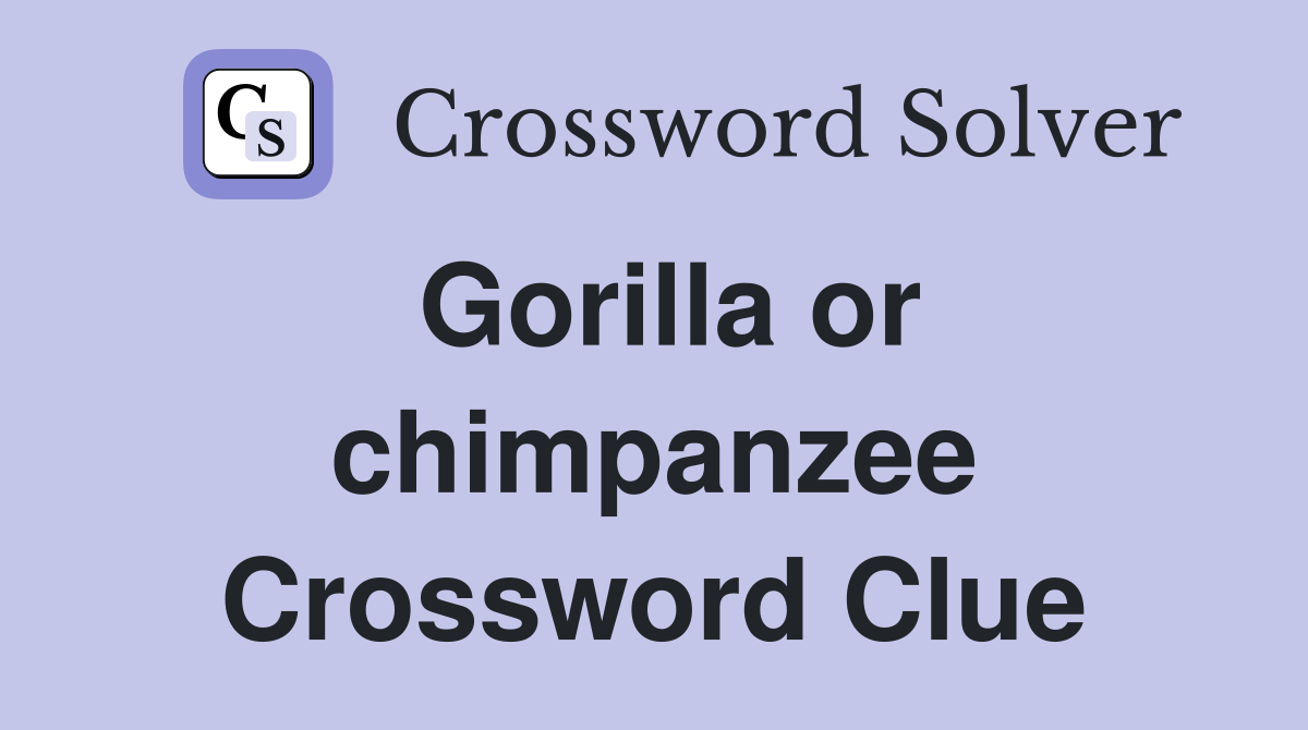 Gorilla or chimpanzee Crossword Clue