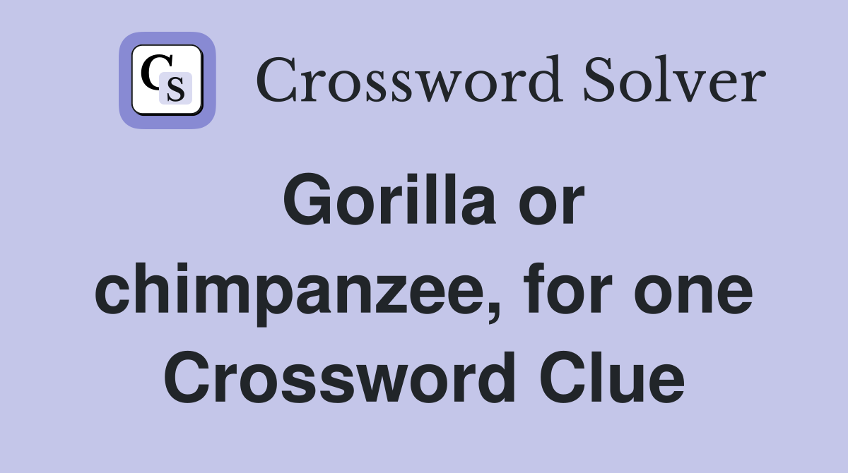 Gorilla or chimpanzee, for one Crossword Clue