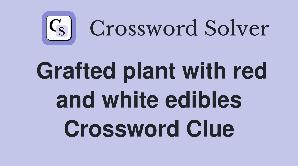 Grafted plant with red and white edibles Crossword Clue