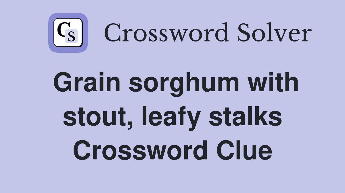 Grain sorghum with stout, leafy stalks Crossword Clue