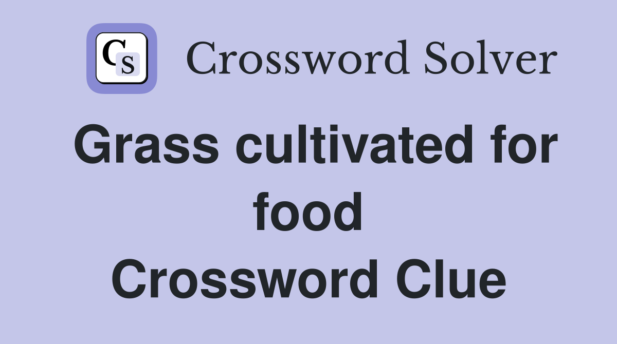 Grass cultivated for food Crossword Clue