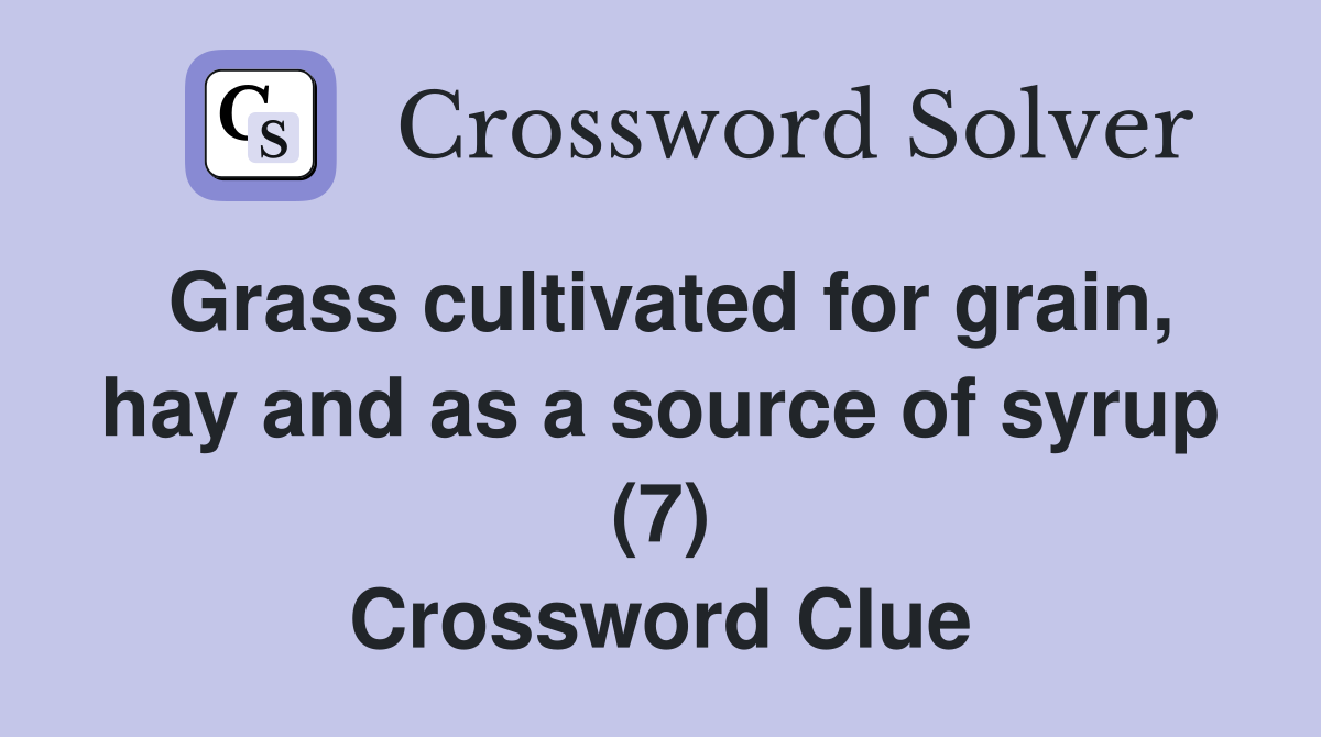 Grass cultivated for grain, hay and as a source of syrup (7) Crossword Clue