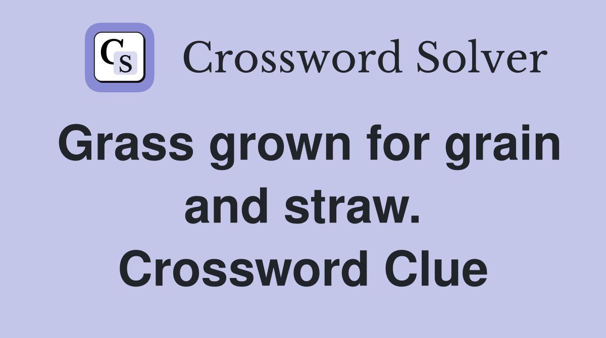 Grass grown for grain and straw. Crossword Clue
