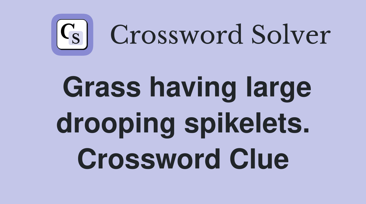 Grass having large drooping spikelets. Crossword Clue