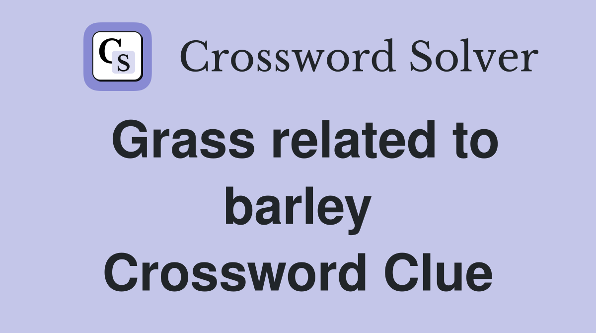 Grass related to barley Crossword Clue