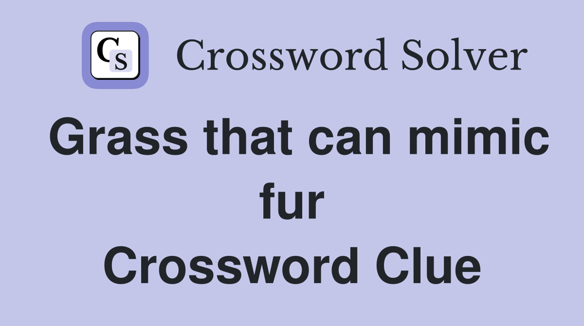 Grass that can mimic fur Crossword Clue