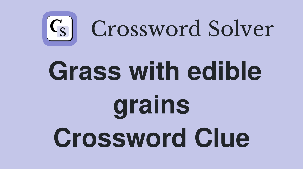 Grass with edible grains Crossword Clue