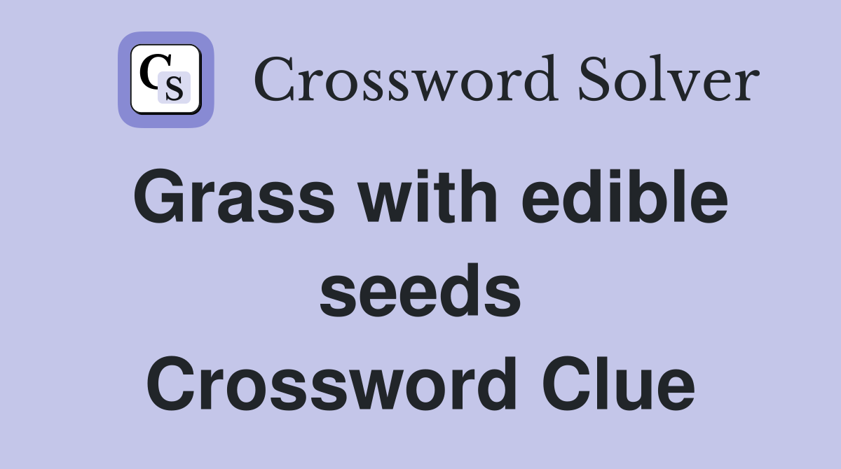Grass with edible seeds Crossword Clue