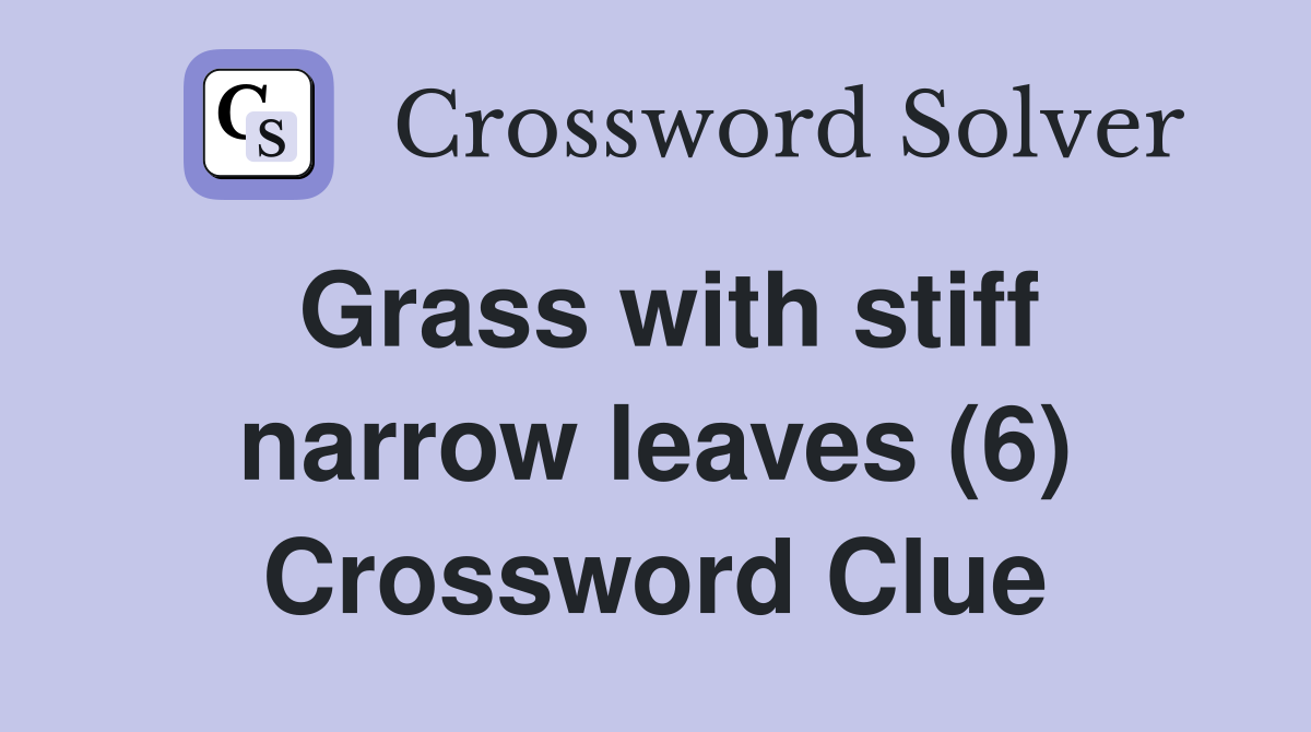 Grass with stiff narrow leaves (6) Crossword Clue