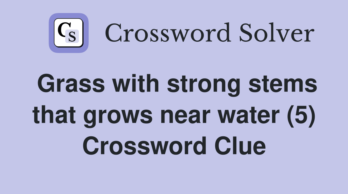 Grass with strong stems that grows near water (5) Crossword Clue