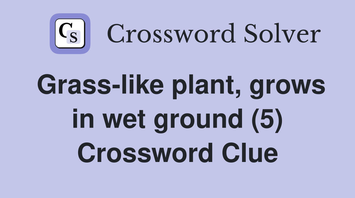 Grass-like plant, grows in wet ground (5) Crossword Clue