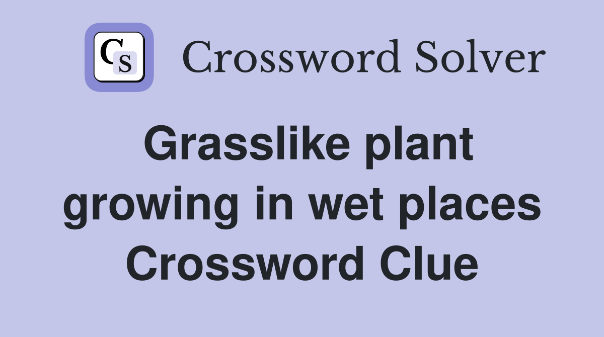 Grasslike plant growing in wet places Crossword Clue