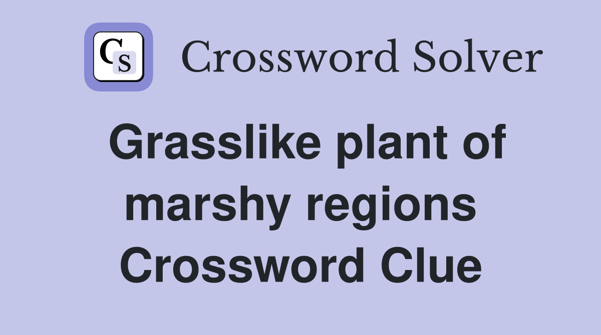 Grasslike plant of marshy regions Crossword Clue