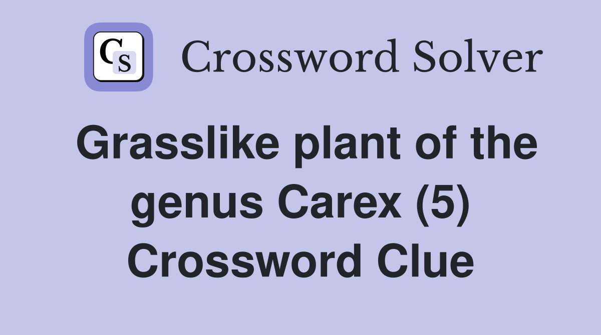 Grasslike plant of the genus Carex (5) Crossword Clue