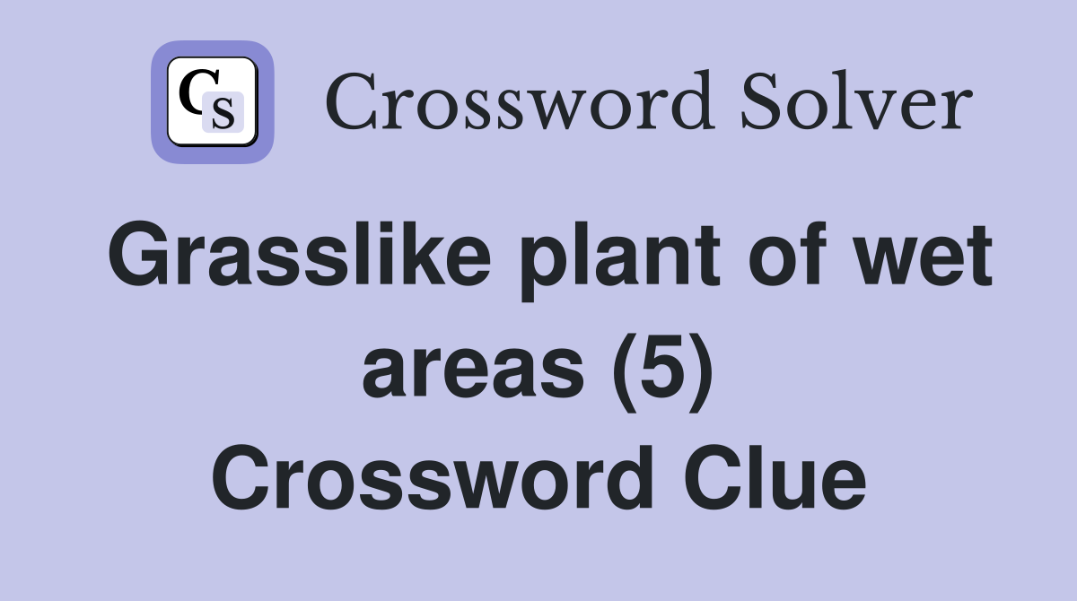 Grasslike plant of wet areas (5) Crossword Clue