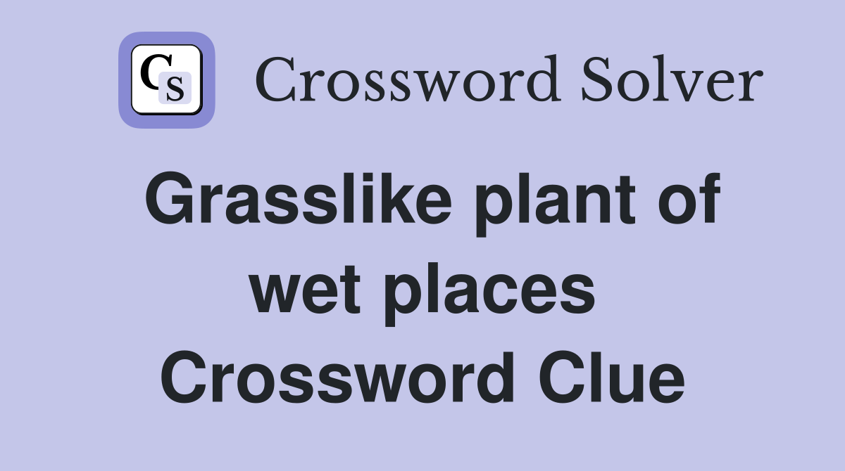 Grasslike plant of wet places Crossword Clue