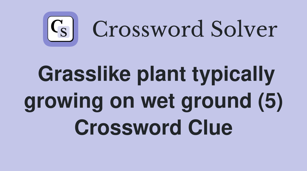 Grasslike plant typically growing on wet ground (5) Crossword Clue