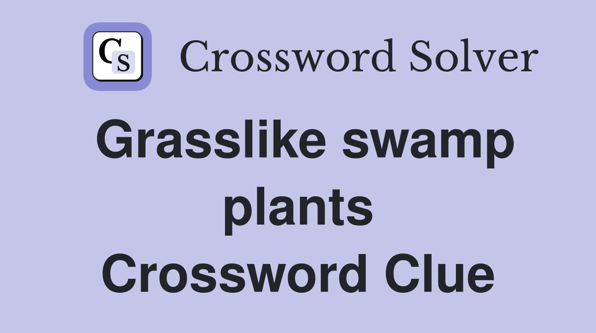 Grasslike swamp plants Crossword Clue