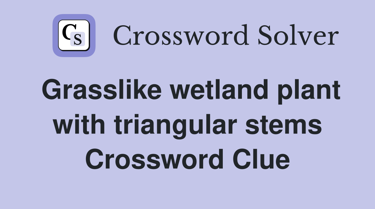 Grasslike wetland plant with triangular stems Crossword Clue