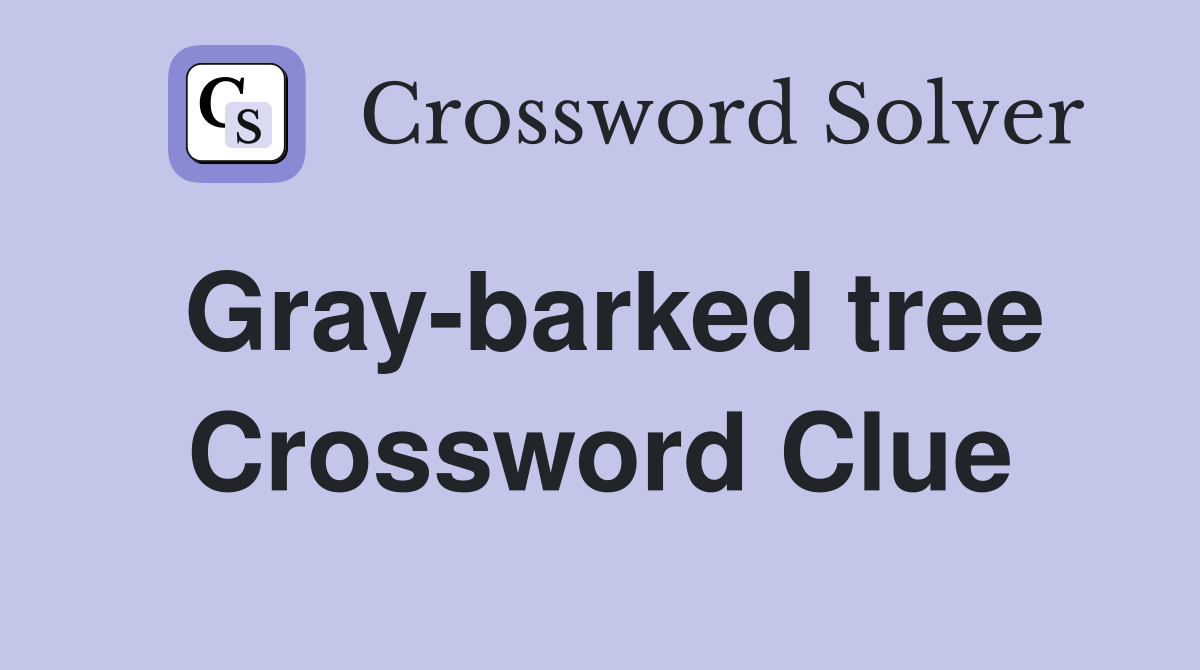Gray-barked tree Crossword Clue