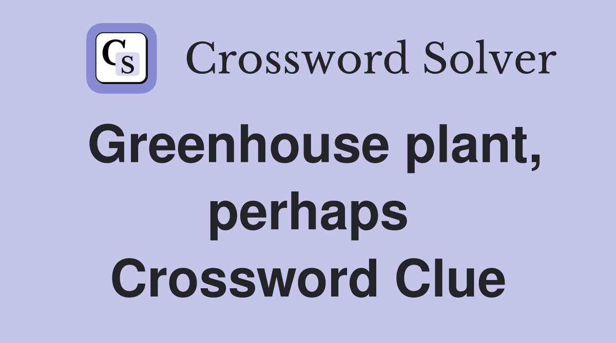 Greenhouse plant, perhaps Crossword Clue