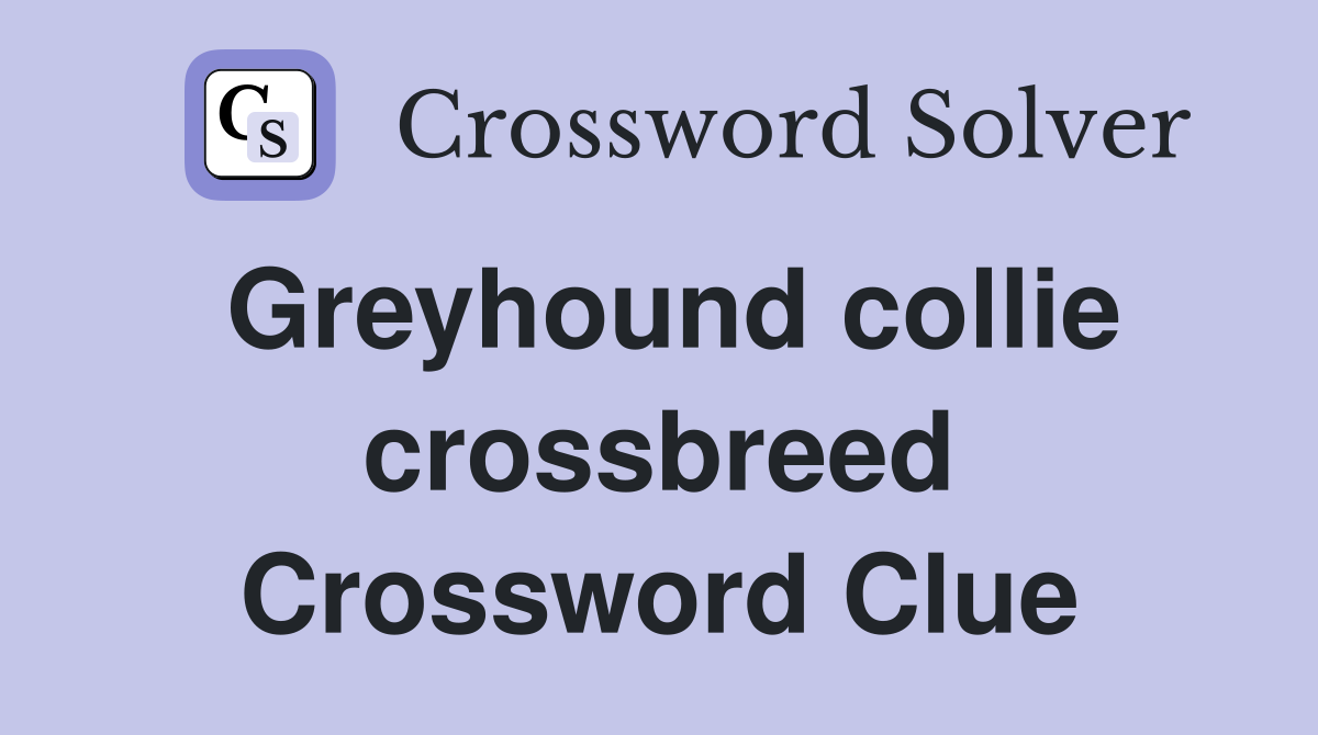 Greyhound collie crossbreed Crossword Clue