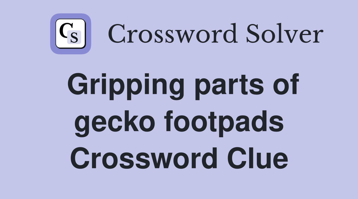 Gripping parts of gecko footpads Crossword Clue