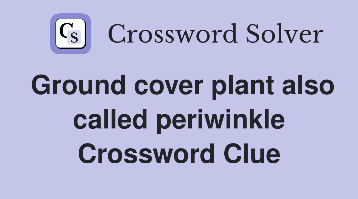 Ground cover plant also called periwinkle Crossword Clue