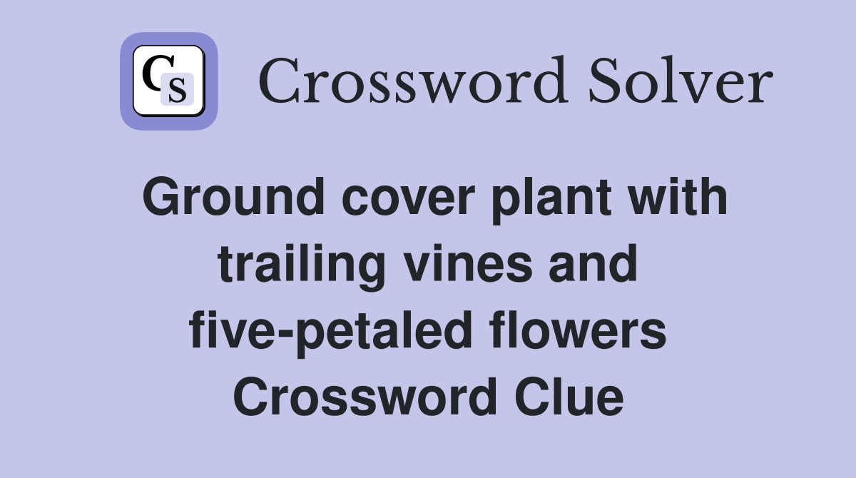 Ground cover plant with trailing vines and five-petaled flowers Crossword Clue