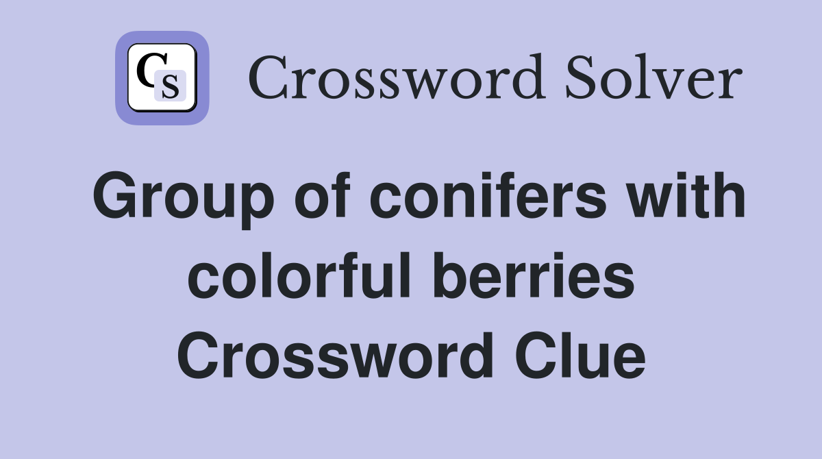 Group of conifers with colorful berries Crossword Clue