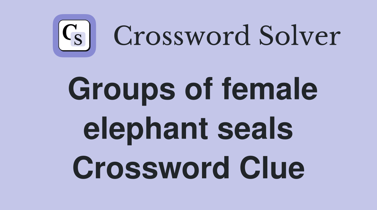 Groups of female elephant seals Crossword Clue