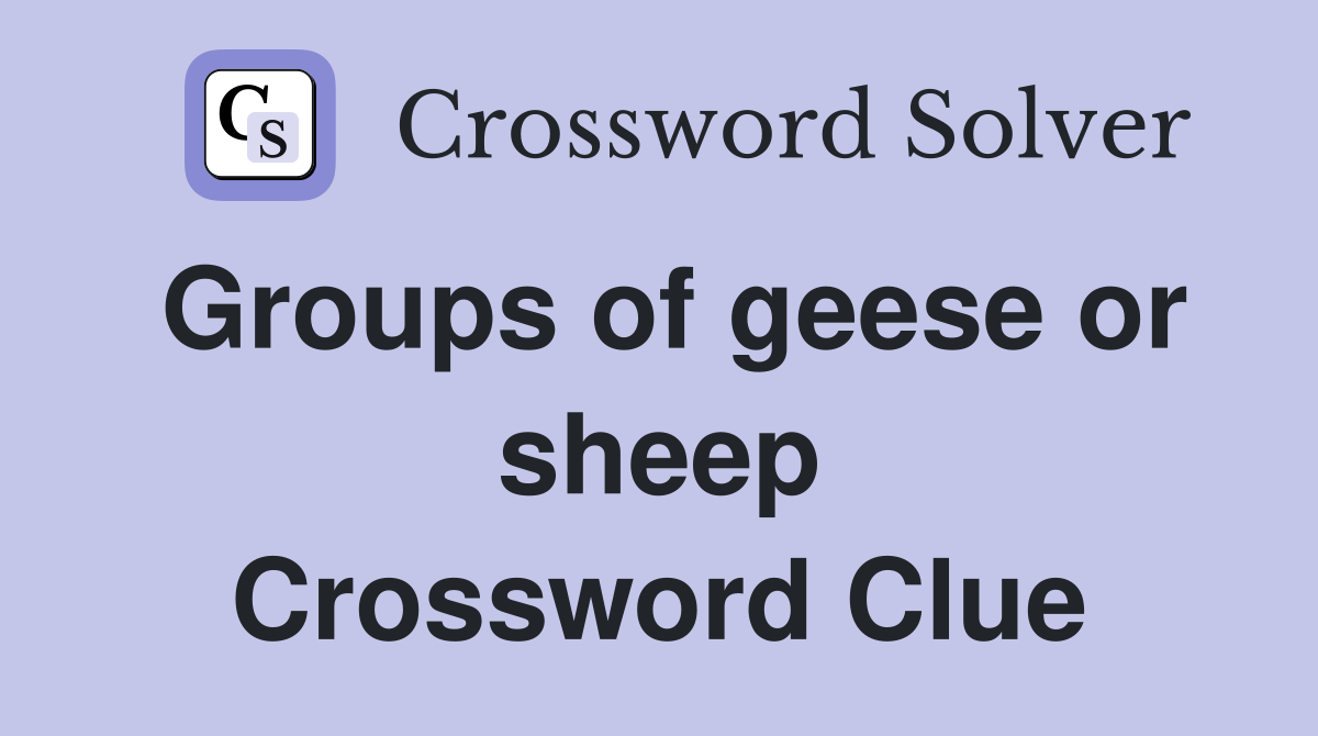 Groups of geese or sheep Crossword Clue