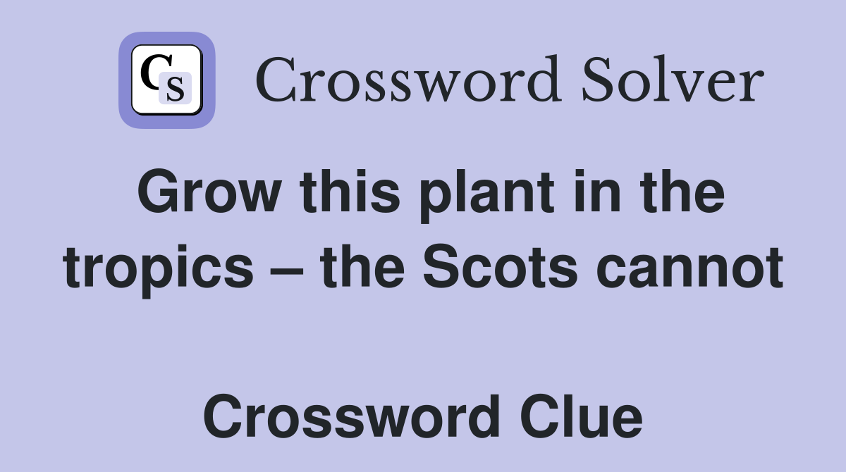 Grow this plant in the tropics – the Scots cannot  Crossword Clue