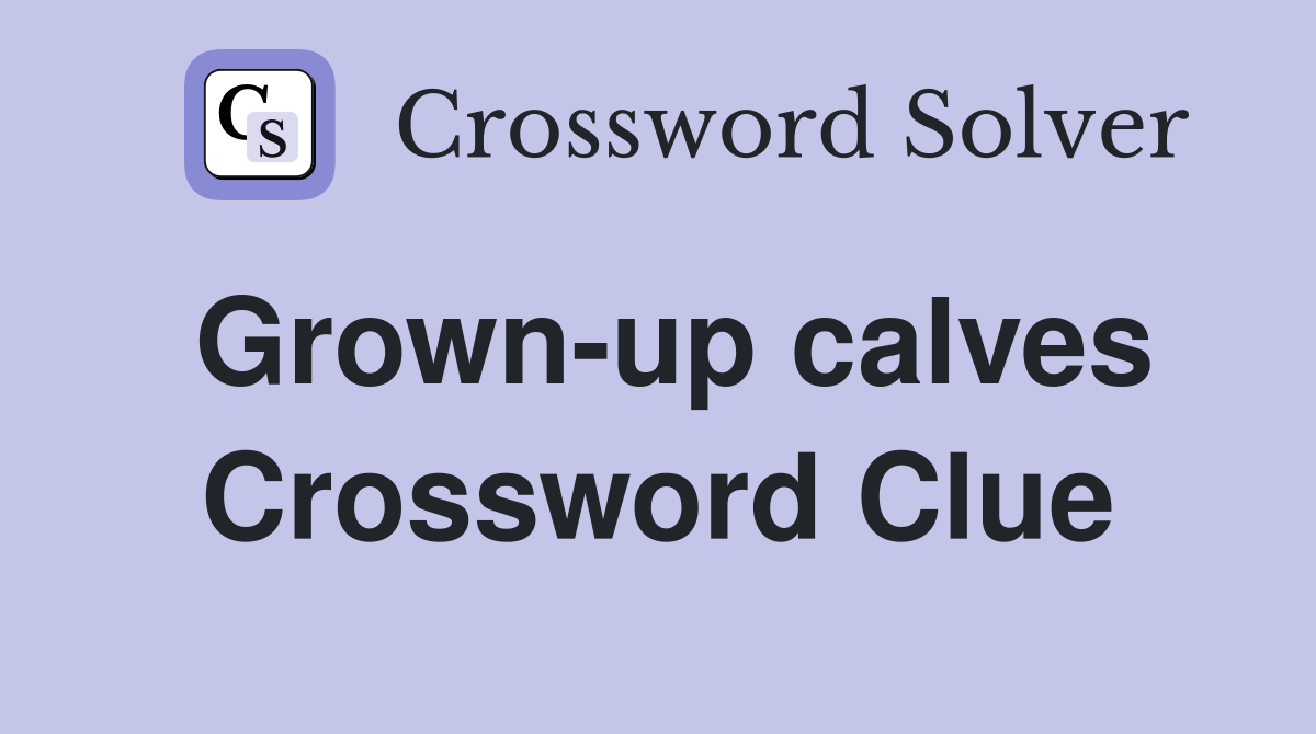 Grown-up calves Crossword Clue